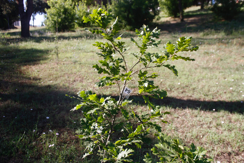 Adotta un albero